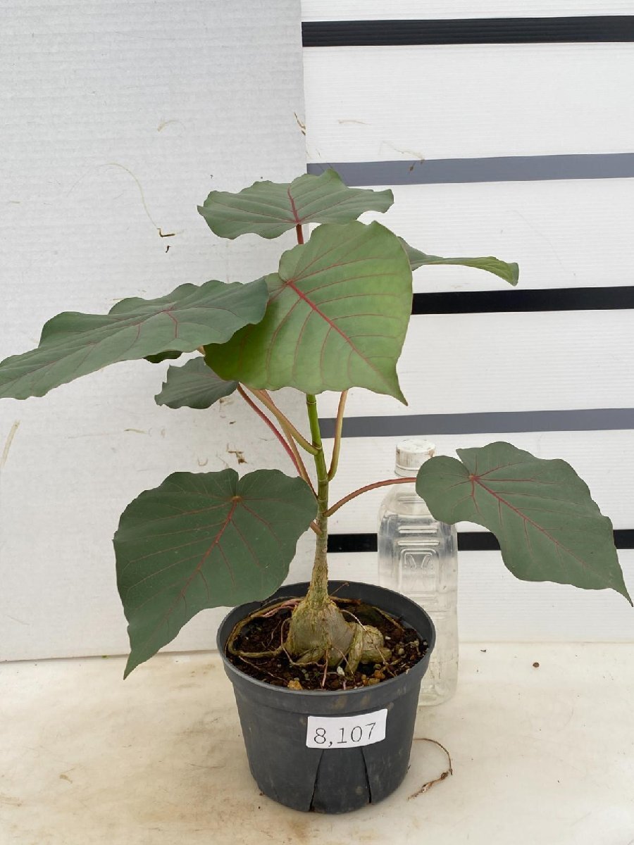 8107 「観葉植物」フィカス ペティオラリス【発根・美株・Ficus petiolaris】