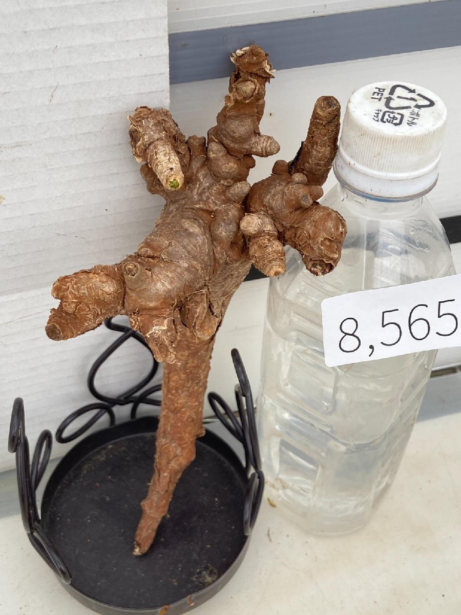 8565 「多肉植物」ユーフォルビア イトレメンシス 抜き苗【最新到着・Euphorbia itremensis・塊根植物・マダガスカル】