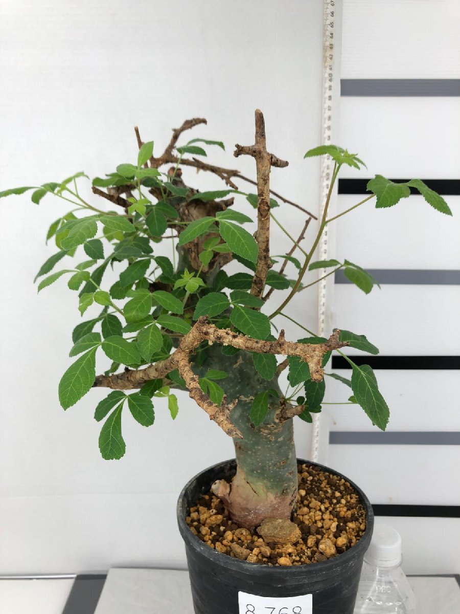 8768 「塊根植物」コミフォラ ホルトジアナ 植え【発根未確認・芽吹き旺盛・厳選株・Commiphora holtziana】