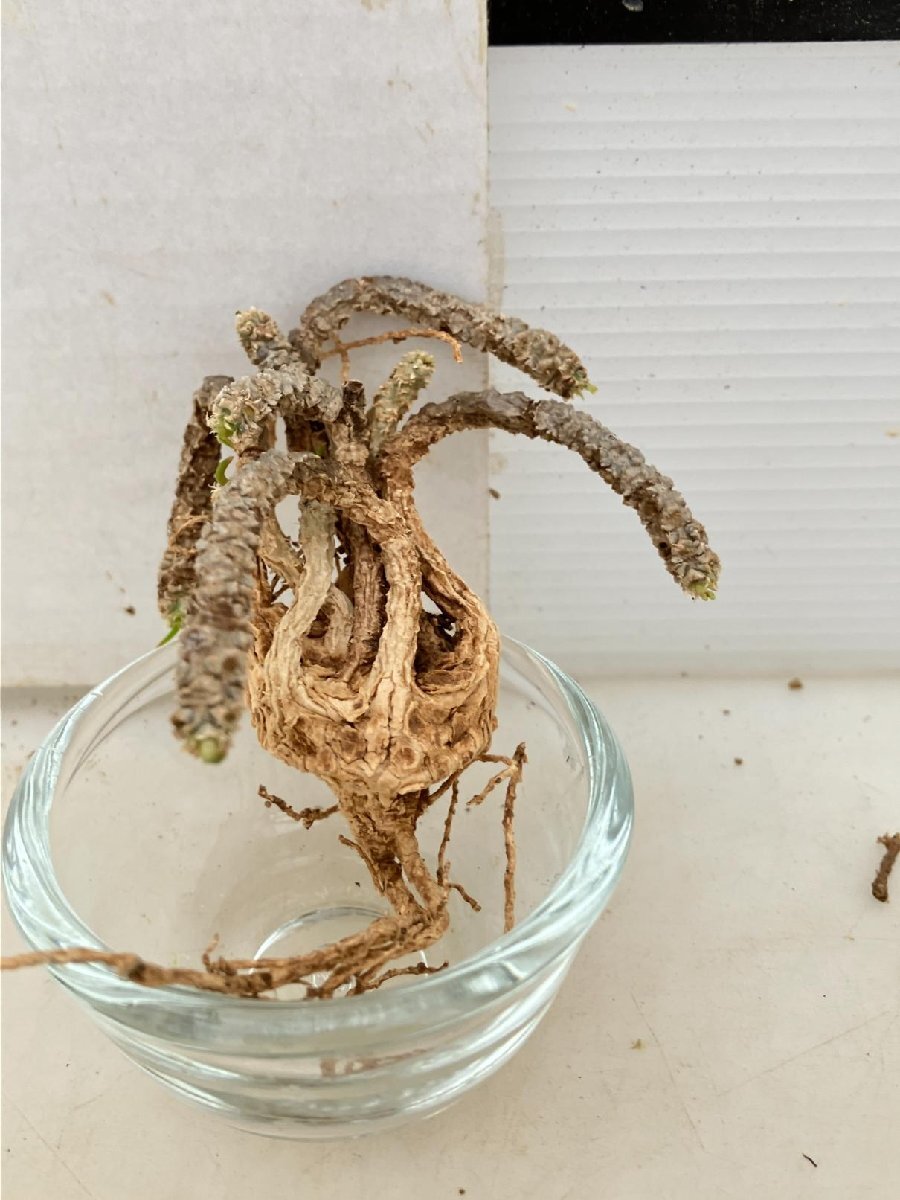 9698 「多肉植物」ユーフォルビア ワリンギアエ　　抜き苗【最新・Euphorbia waringiae】