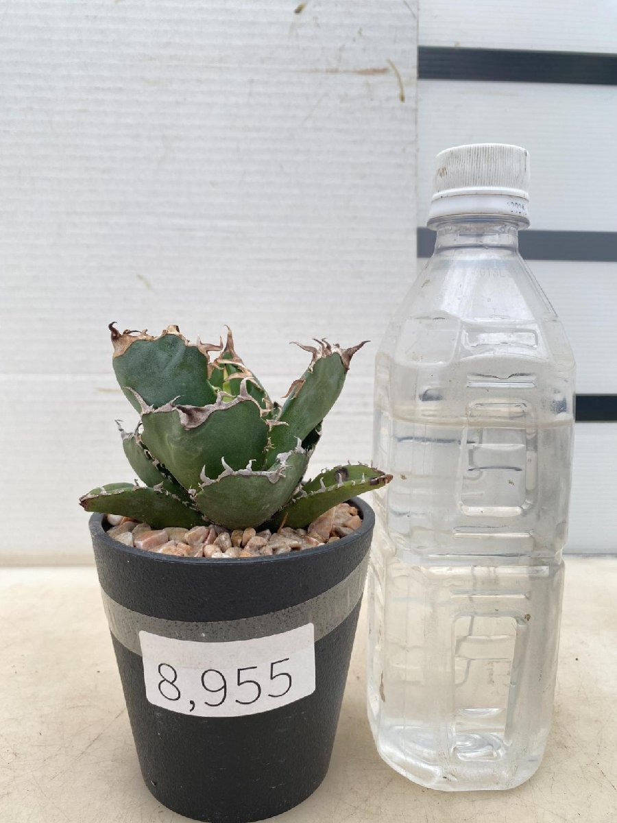 8955 「多肉植物F」アガベ チタノタ 白鯨 【発根・多肉植物・Agave Titanota White Whale】（