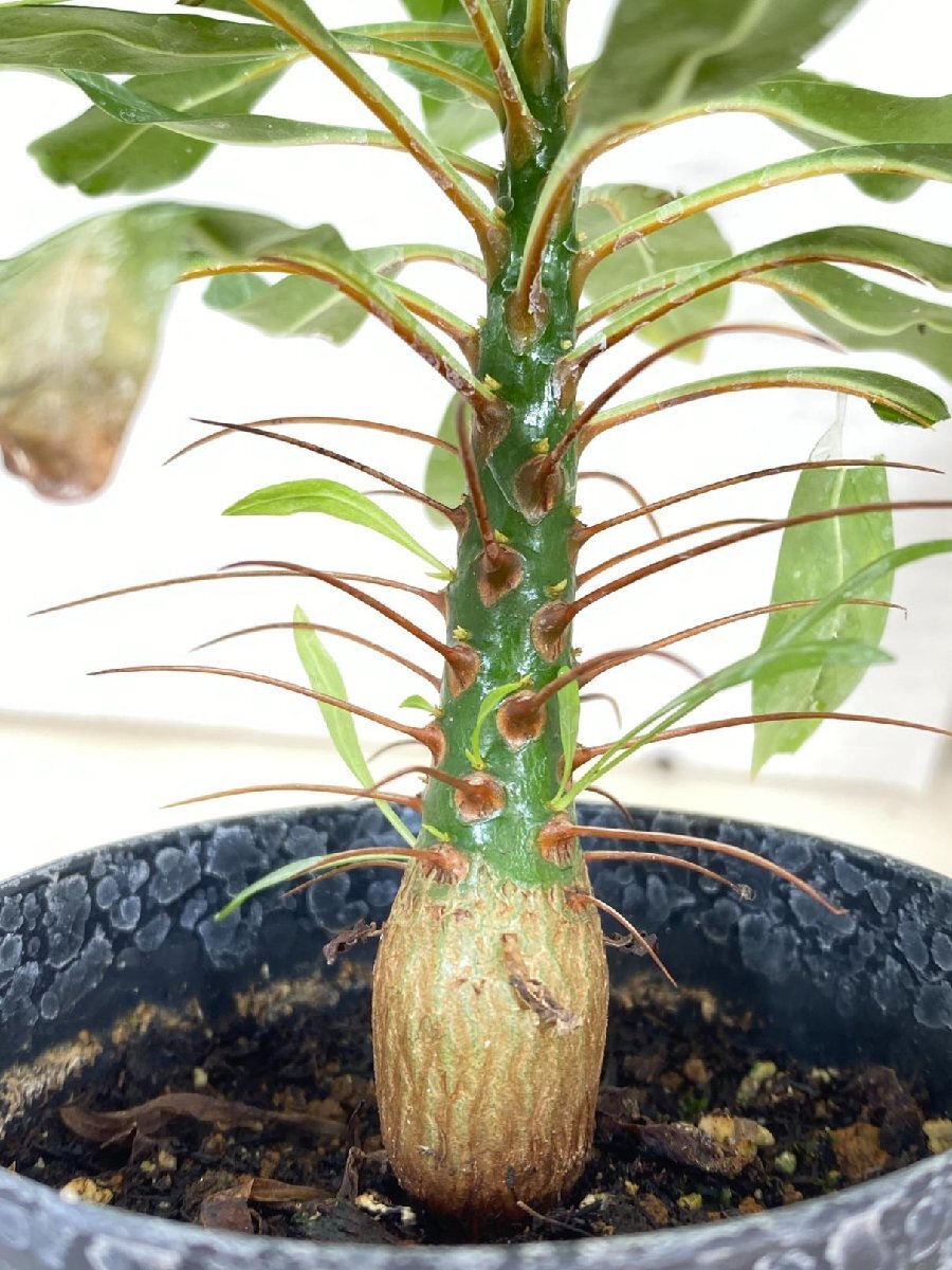 2217 「実生」フォークイエリア プルプシー【塊根植物・多肉植物・Fouquieria purpusii・葉落ちする】