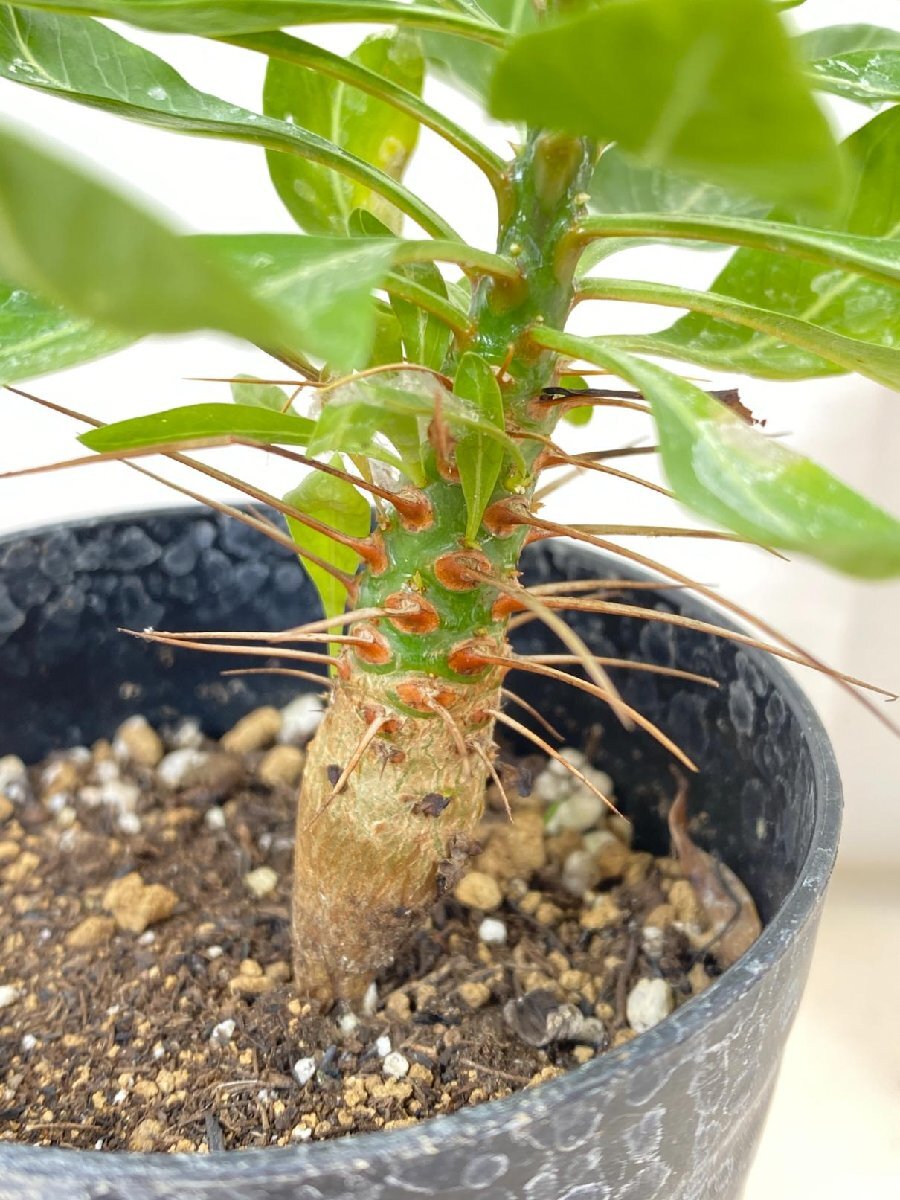 2213 「実生」フォークイエリア プルプシー【塊根植物・多肉植物・Fouquieria purpusii・葉落ちする】