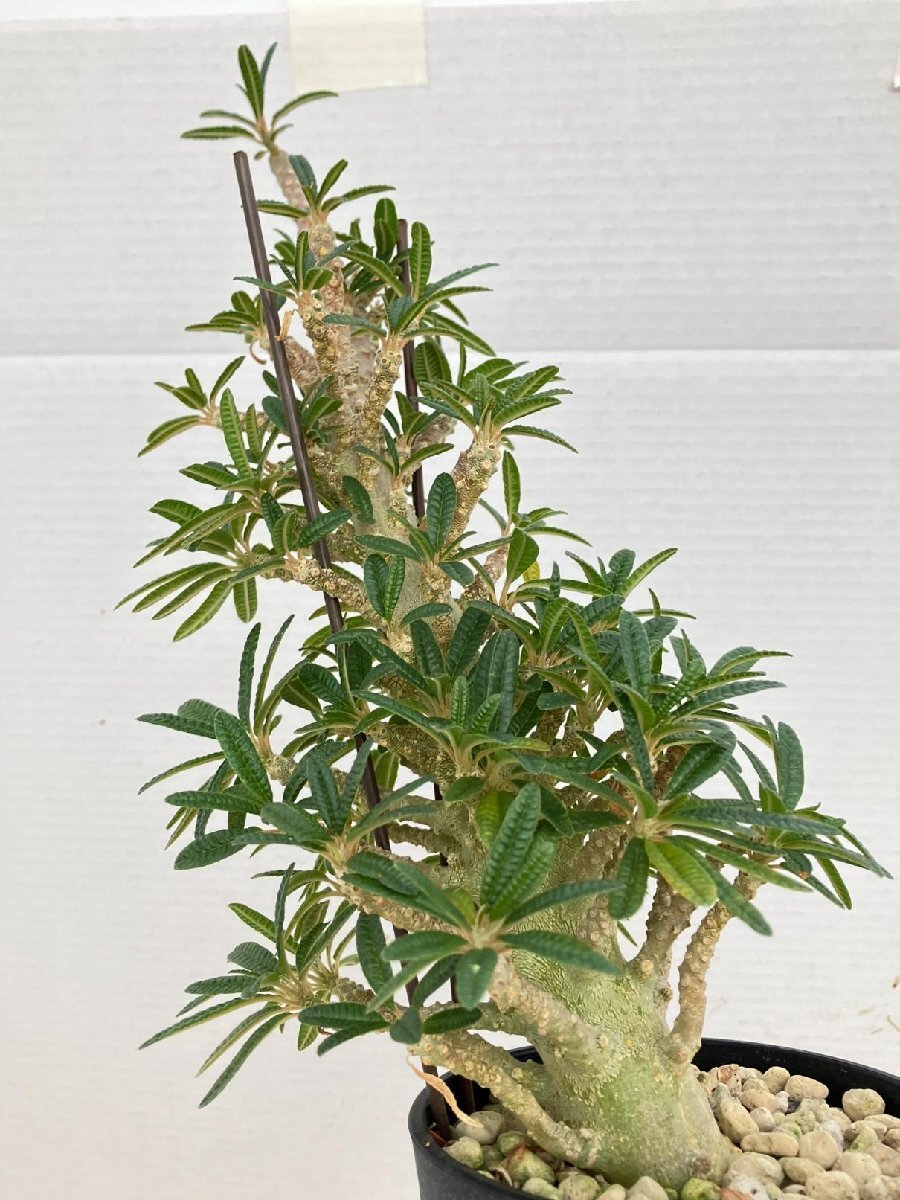 3299 「塊根植物」ドルステニア ギガス ブラータ 植え【発根・美株・Dorstenia gigas f. bullata】