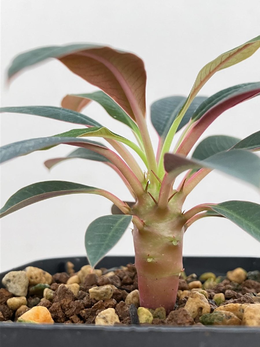 3312 「実生」ユーフォルビア パキポディオイデス 【多肉植物・塊根植物・Euphorbia pachypodioides】