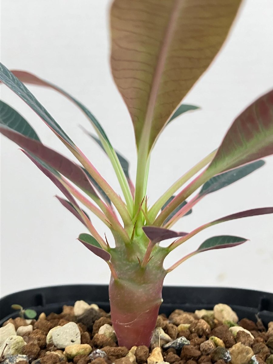 3324 「実生」ユーフォルビア パキポディオイデス【多肉植物・塊根植物・Euphorbia pachypodioides】