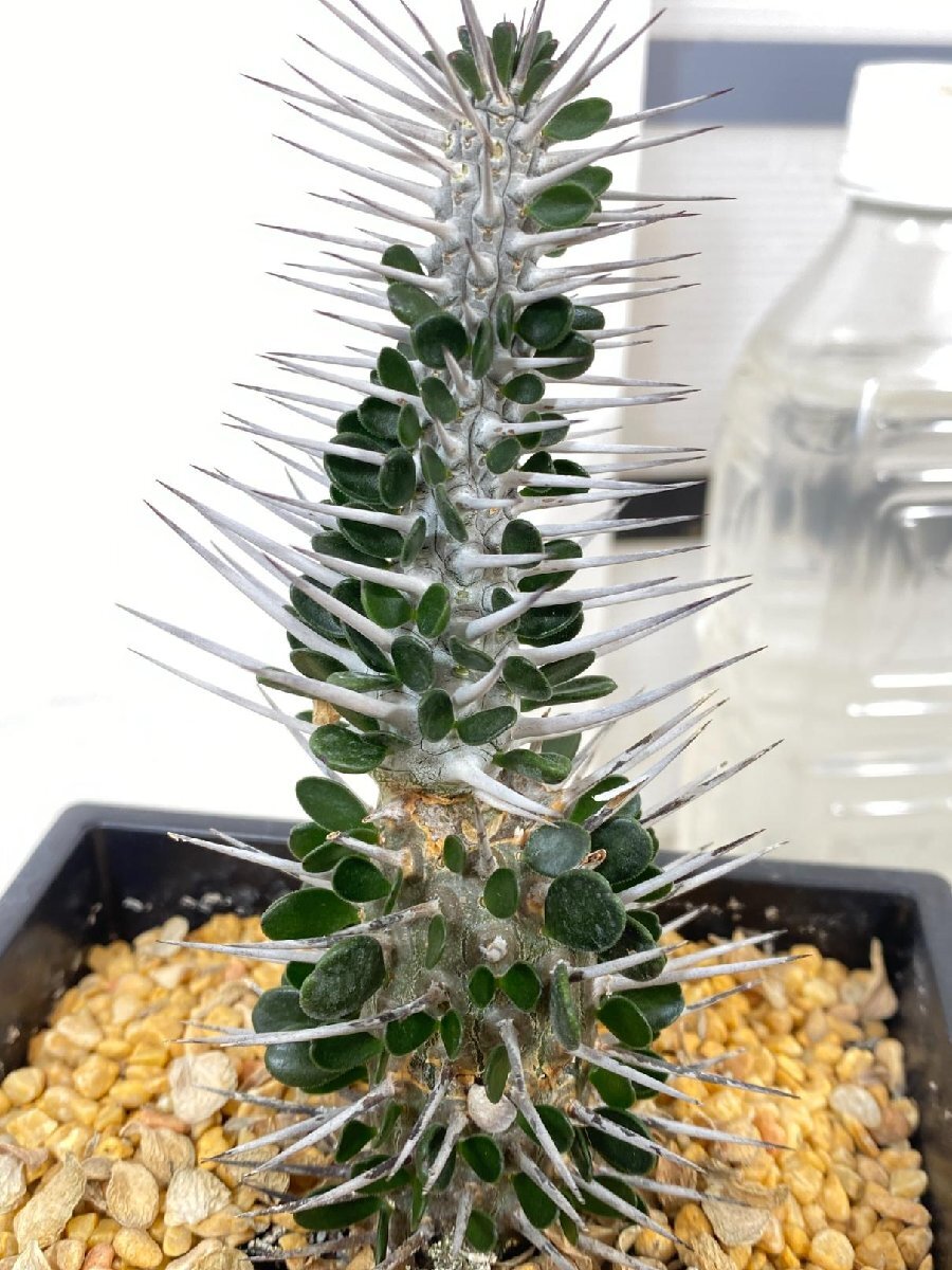 2303 「多肉植物I」アローディア　モンタグナッキー【発根・塊根植物・Alluaudia montagnacii】