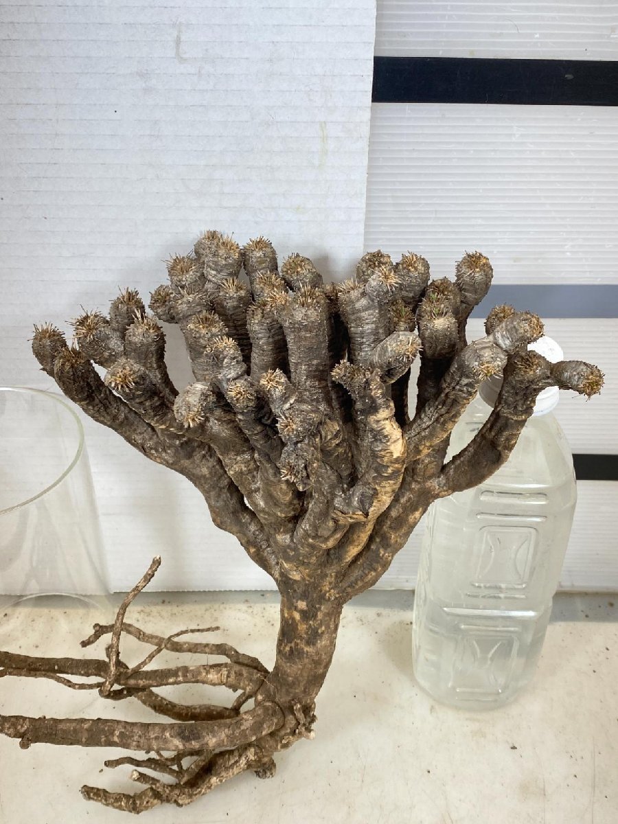2079 「多肉植物」ユーフォルビア ギラウミニアナ　 抜き苗【最新到着・Euphorbia guillauminiana・マダガスカル】