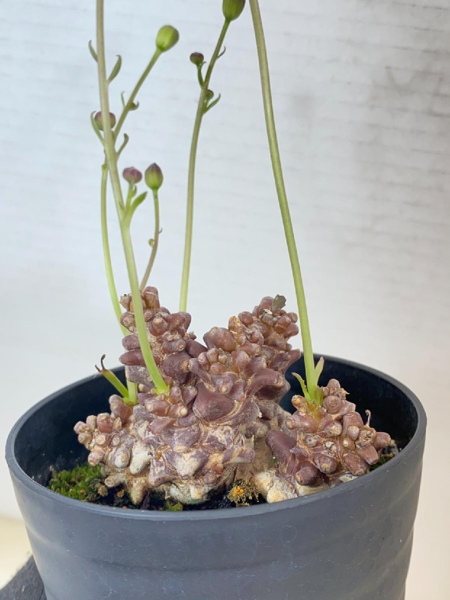 2183 「実生」オトンナ ヘレー 植え【発根・塊根植物・Othonna herrei・蛮鬼塔】