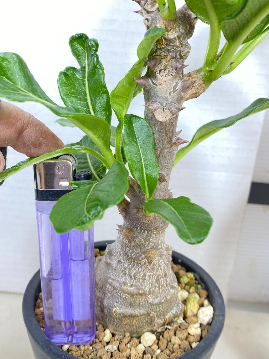2319 「実生」パキポディウム ウィンゾリ植え【種から発芽・発根・Pachypodium windsorii・安定開始】