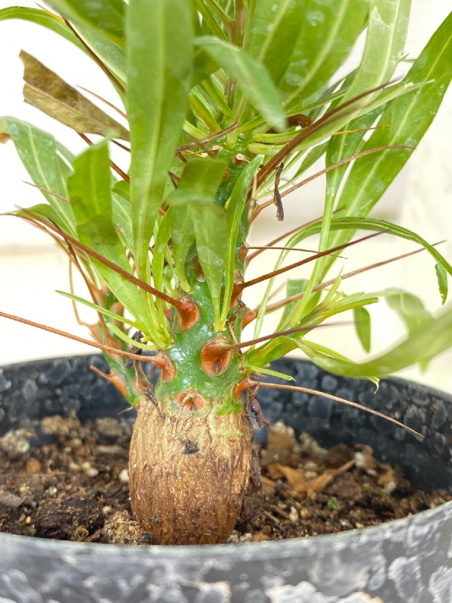 2211 「実生」フォークイエリア プルプシー【塊根植物・多肉植物・Fouquieria purpusii・葉落ちする】