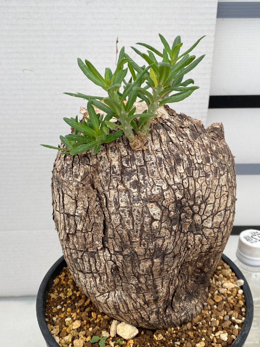 9115 「塊根植物」パキポディウム ビスピノーサム 植え【発根 9115 「塊根植物」パキポディウム ビスピノーサム 植え【発根