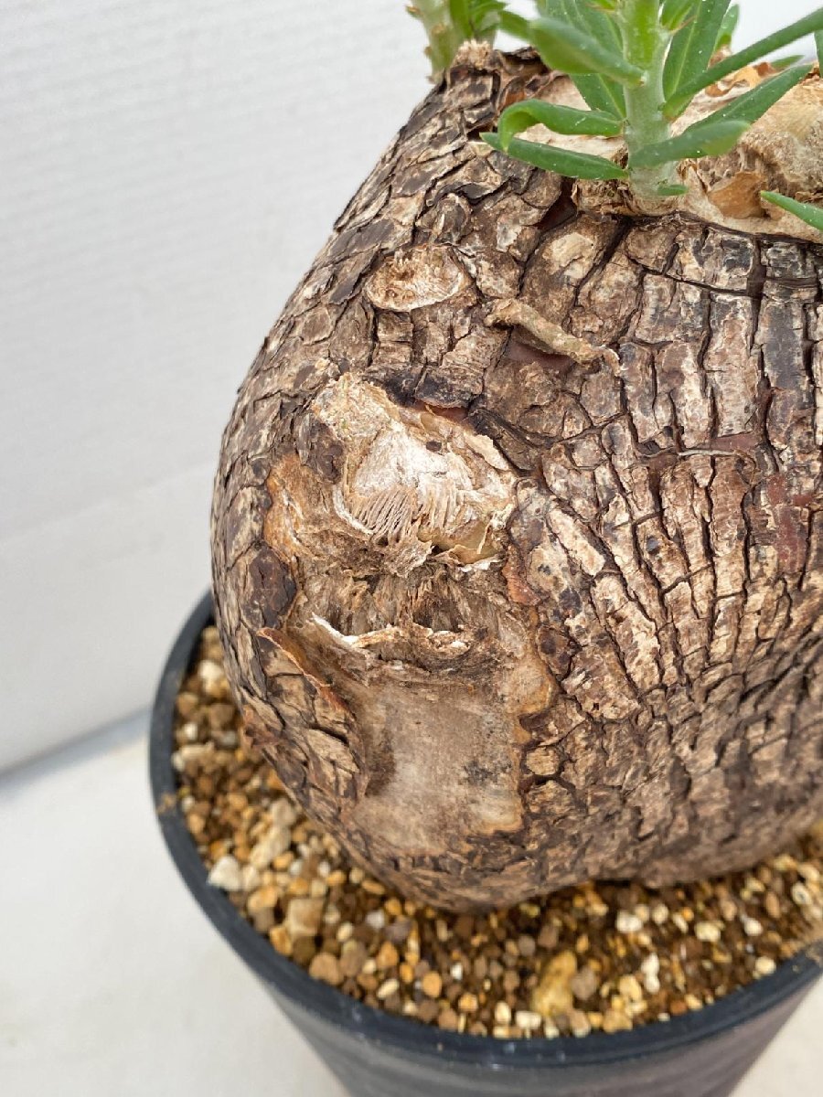 9115 「塊根植物」パキポディウム ビスピノーサム 植え【発根 9115 「塊根植物」パキポディウム ビスピノーサム 植え【発根