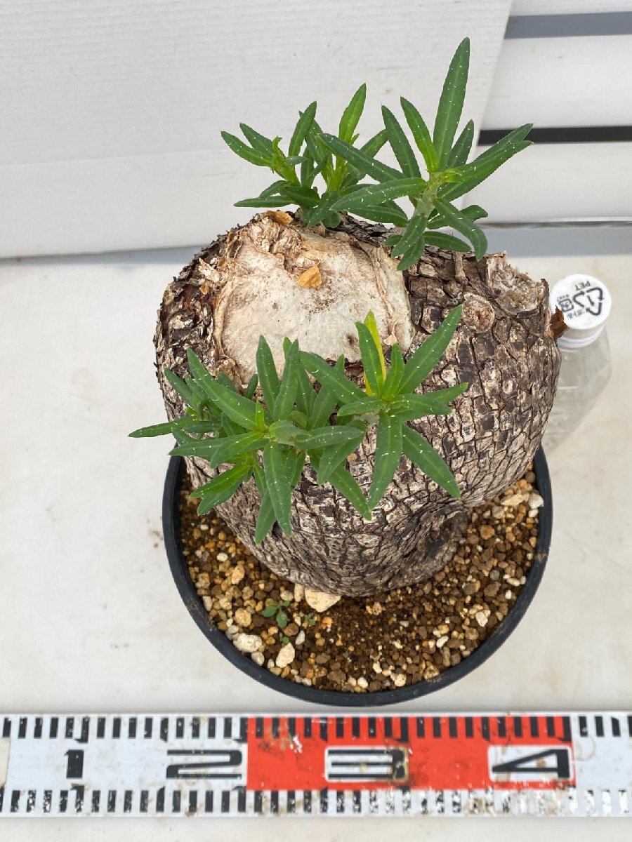 9115 「塊根植物」パキポディウム ビスピノーサム 植え【発根 9115 「塊根植物」パキポディウム ビスピノーサム 植え【発根