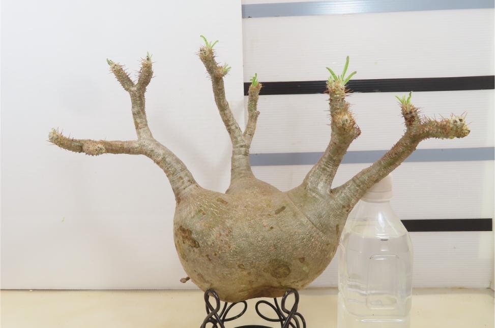 9263 「塊根植物」パキポディウム グラキリス　L 抜き苗【最新到着・gracilius・根切確認済・マダガスカル】