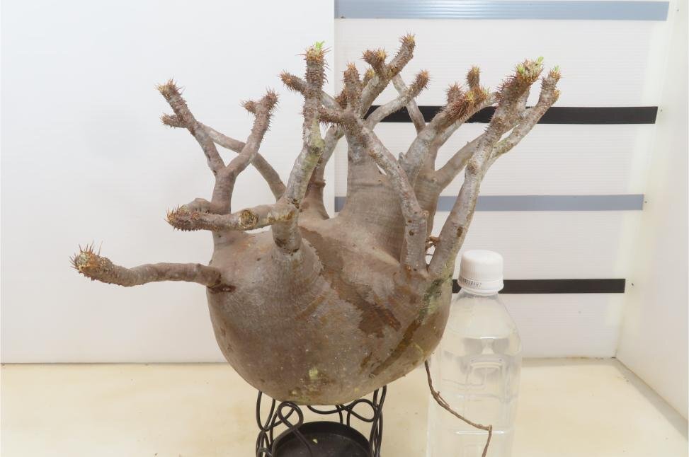9227 「塊根植物」パキポディウム グラキリスL 抜き苗【gracilius・根切確認済・マダガスカル】
