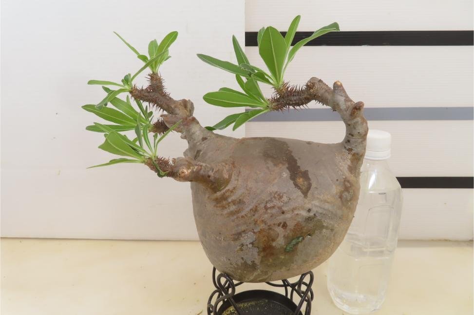 3031 「塊根植物」パキポディウム グラキリス　L 抜き苗【最新・gracilius・根切確認済・マダガスカル】