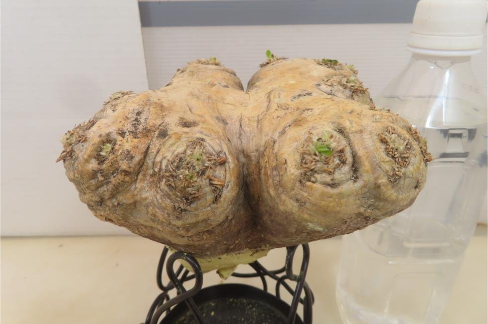 2992 「塊根植物」パキポディウム 恵比寿笑い　抜き苗 【brevicaule・根切確認済・多肉植物・マダガスカル】