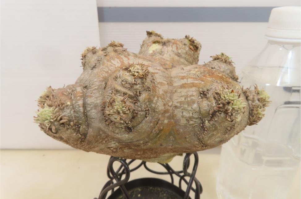 2993 「塊根植物」パキポディウム 恵比寿笑い　抜き苗 【brevicaule・根切確認済・多肉植物・マダガスカル】