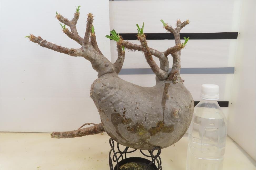 3049 「塊根植物」パキポディウム グラキリス　L 抜き苗【最新・gracilius・根切確認済・マダガスカル】