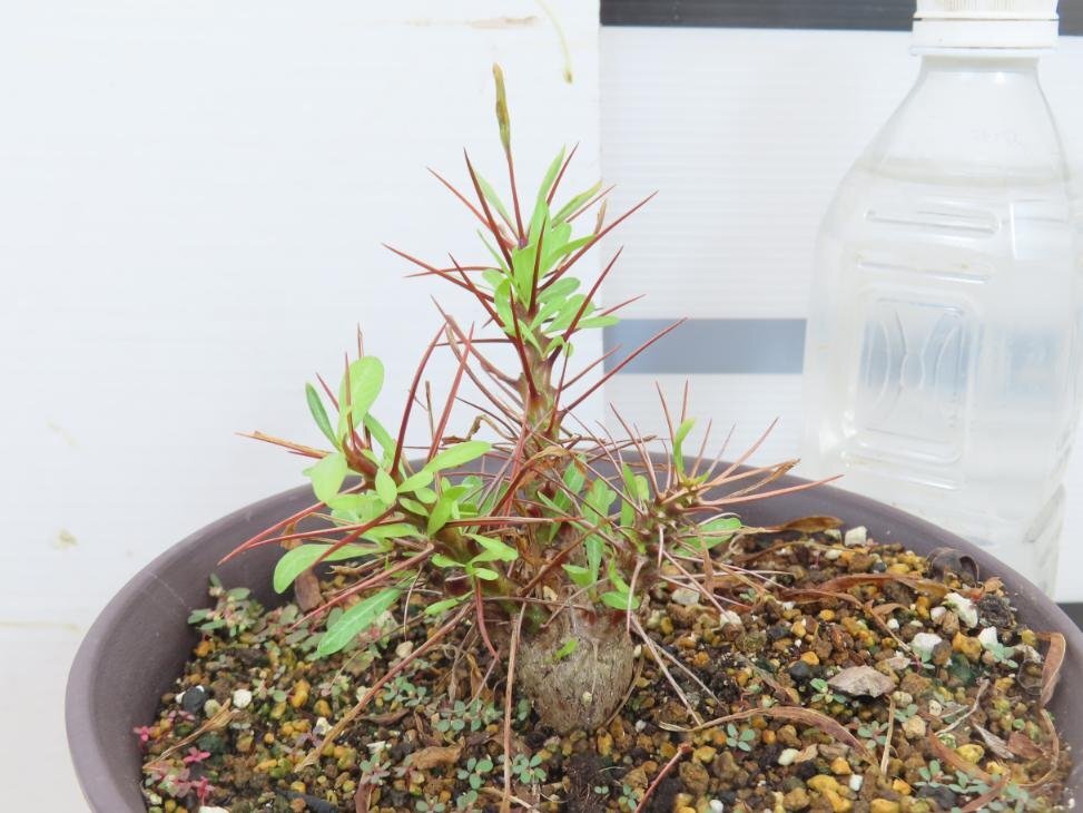 6215 「実生」フォークイエリア プルプシー大【塊根植物・Fouquieria purpusii・葉落ちする】