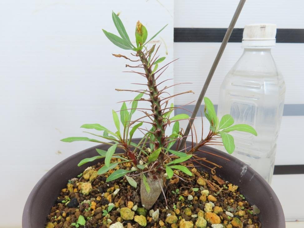 6208 「実生」フォークイエリア プルプシー大【塊根植物・Fouquieria purpusii・葉落ちする】