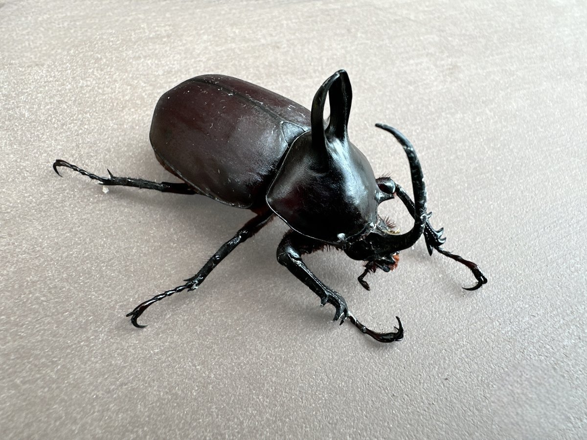 ビルマニクス　wild成虫ペア　【九十九里クワガタファーム】その１