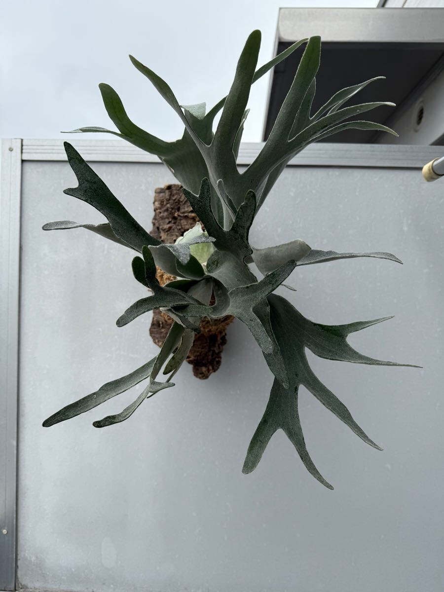 ビカクシダスノークイーンエルサF307 コルク付き P. Elsa