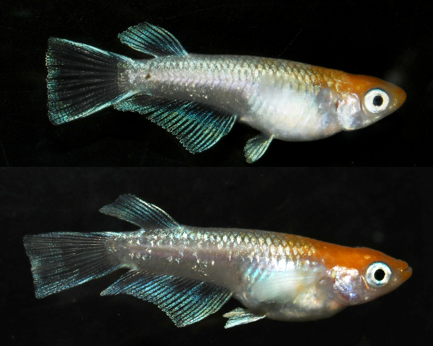 ◇丸玄◇　レッドクリフ紅白リアルロングフィン　上物　若魚　２ペア　　　D10　◇