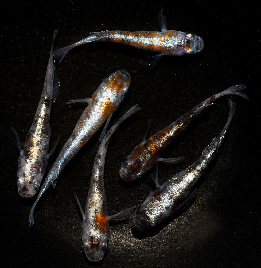 ◇丸玄◇　紅灯　上物　若魚　3ペア　　B２　◇