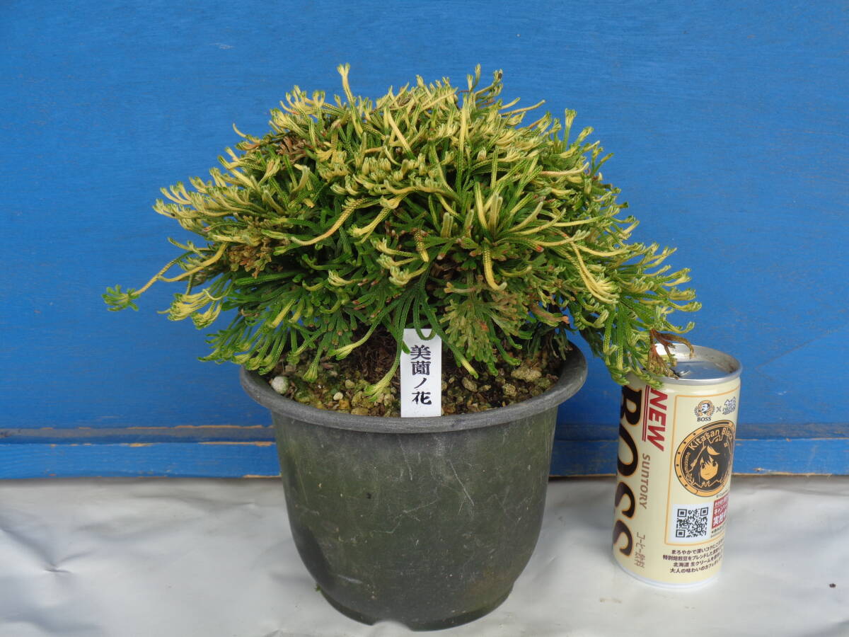 下館泰晃園○美薗ノ花○いわひば○銘品○●