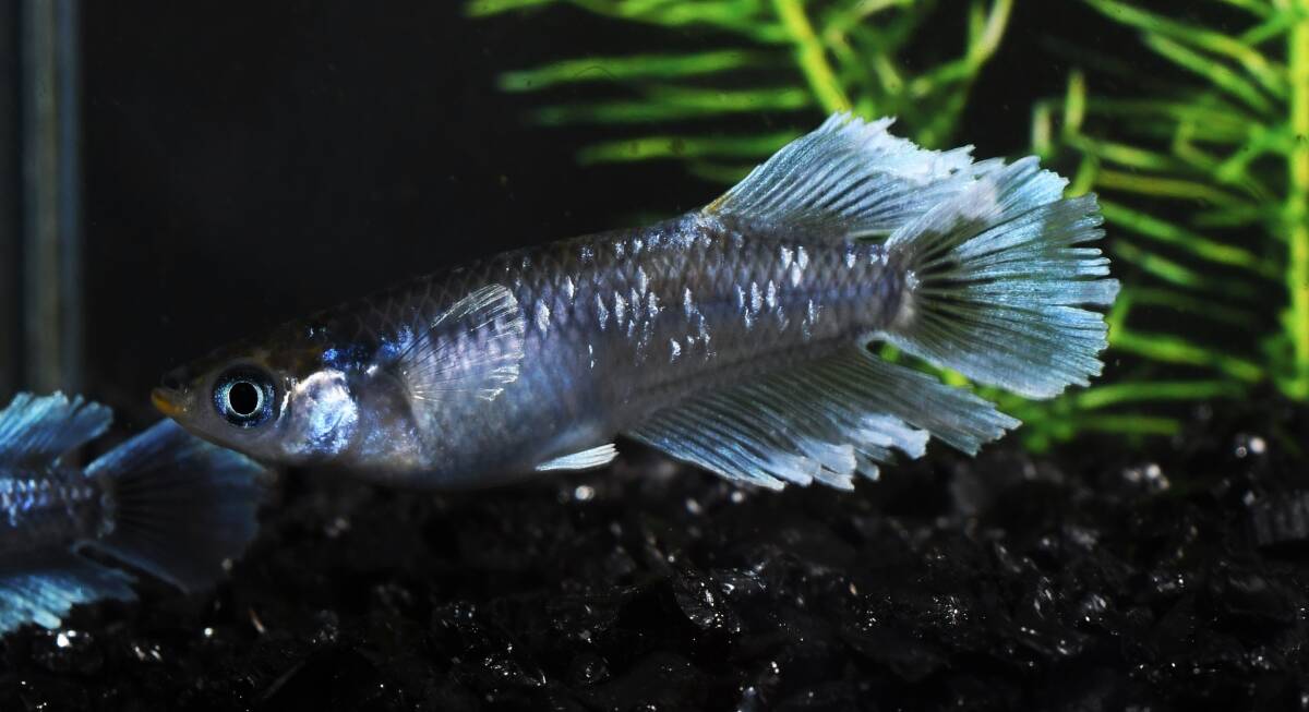 本陣メダカファームズ　【フロマージュ】｛黒タイプ｝若魚♂1♀2　現物出品！！