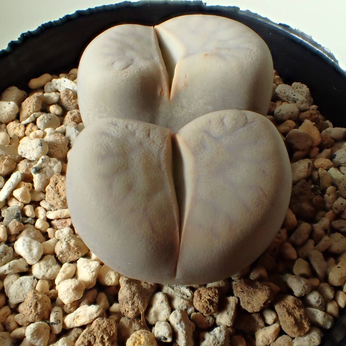 碧賜玉 Lithops vallis-mariae リトープス 多肉植物