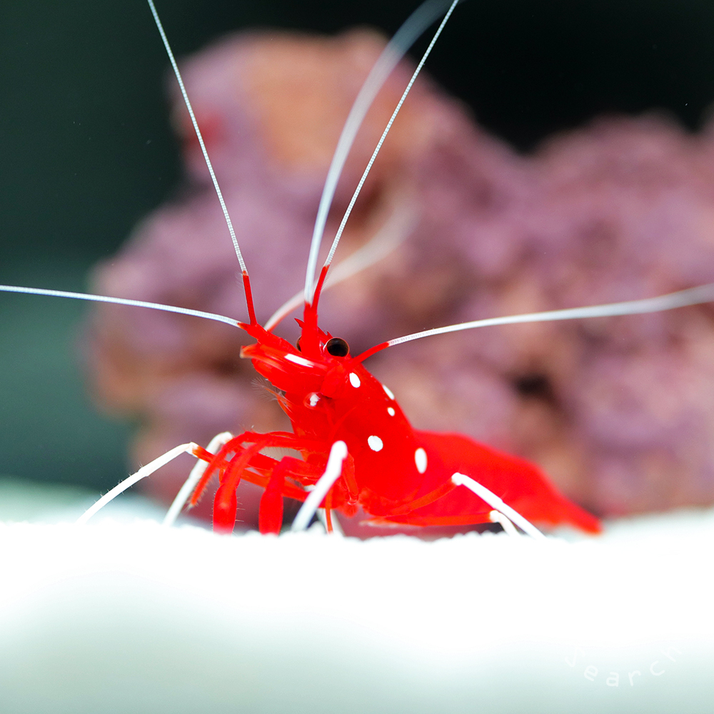 【5匹セット】 ホワイトソックス スリランカ産 Sサイズ 約3～5cm ※ハサミ・ヒゲ等含まず