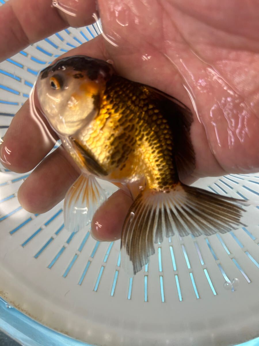 虎柄オランダ　薩摩産　1