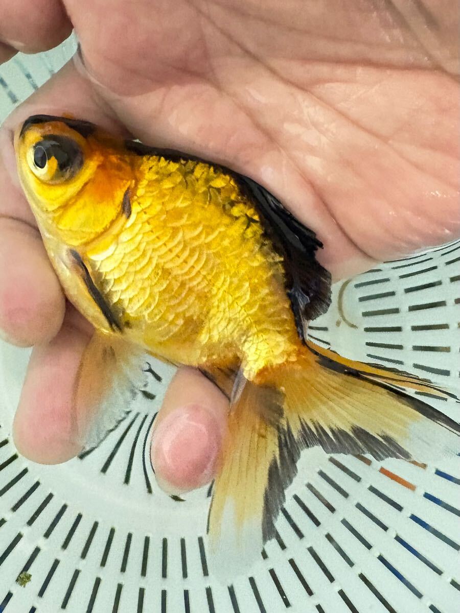 ドラゴンスケール金魚　B級 1
