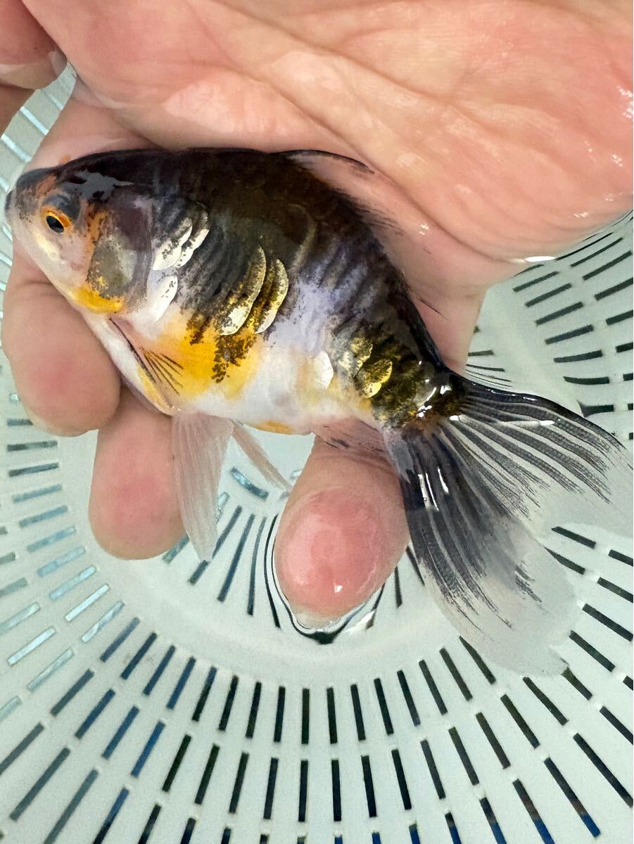 ドラゴンスケール金魚　B級 6