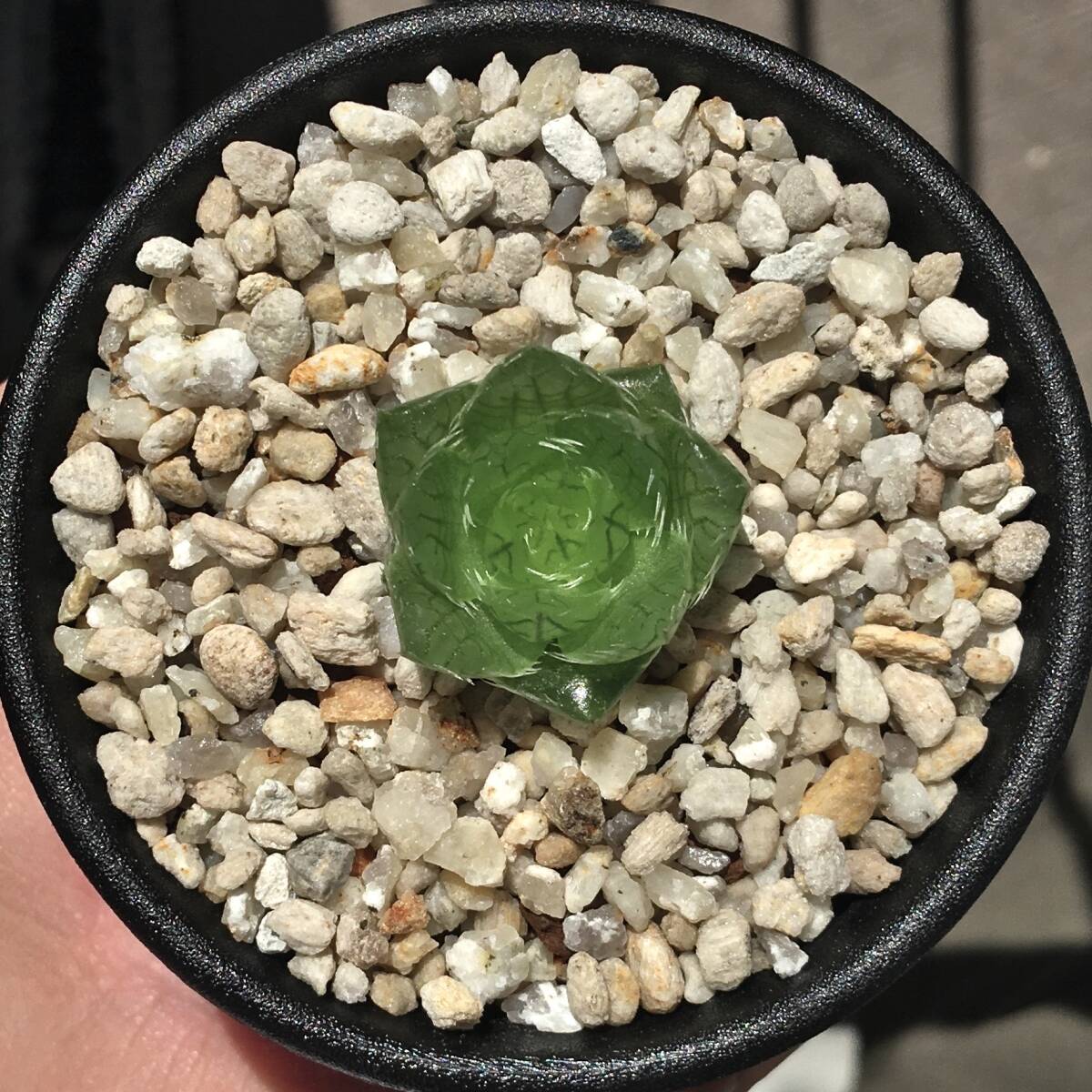 1992【原種】 ハオルチア H. bramensis IB07189 1992【原種】 ハオルチア H. bramensis IB07189 原種