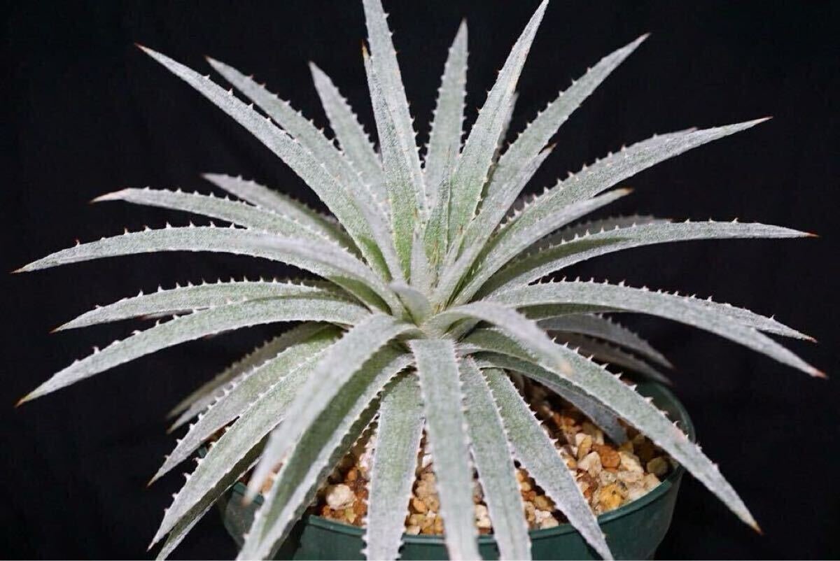 Yahoo!オークション - Dyckia hebdingii 原種ディッキア