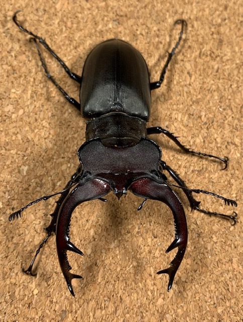 ユダイクス　ミヤマ　トルコ産 ♂82.3②mm　♀51.1mm　CBF1　ペア【ルカヌスの里】