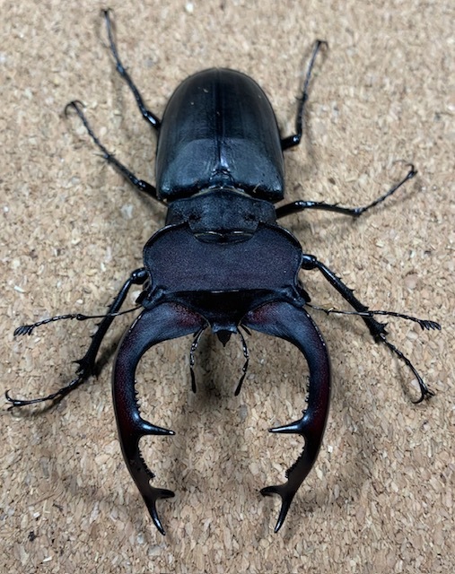 ユダイクス　ミヤマ　トルコ産 ♂89.4①mm　♀53.1mm　CBF1　ペア【ルカヌスの里】