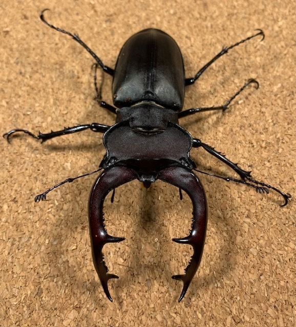 ユダイクス　ミヤマ　トルコ産 ♂89.0mm　♀49.7mm　CBF1　ペア【ルカヌスの里】