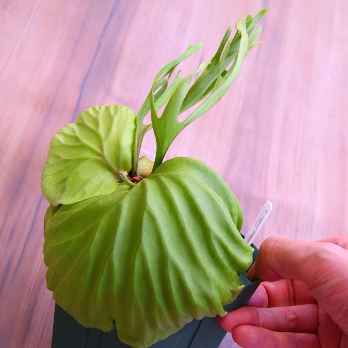 ビカクシダ P ridleyi 'Pakarang' 胞子培養株1|Yahoo!フリマ ビカクシダ P ridleyi 'Pakarang' 胞子培養株1|Yahoo!フリマ