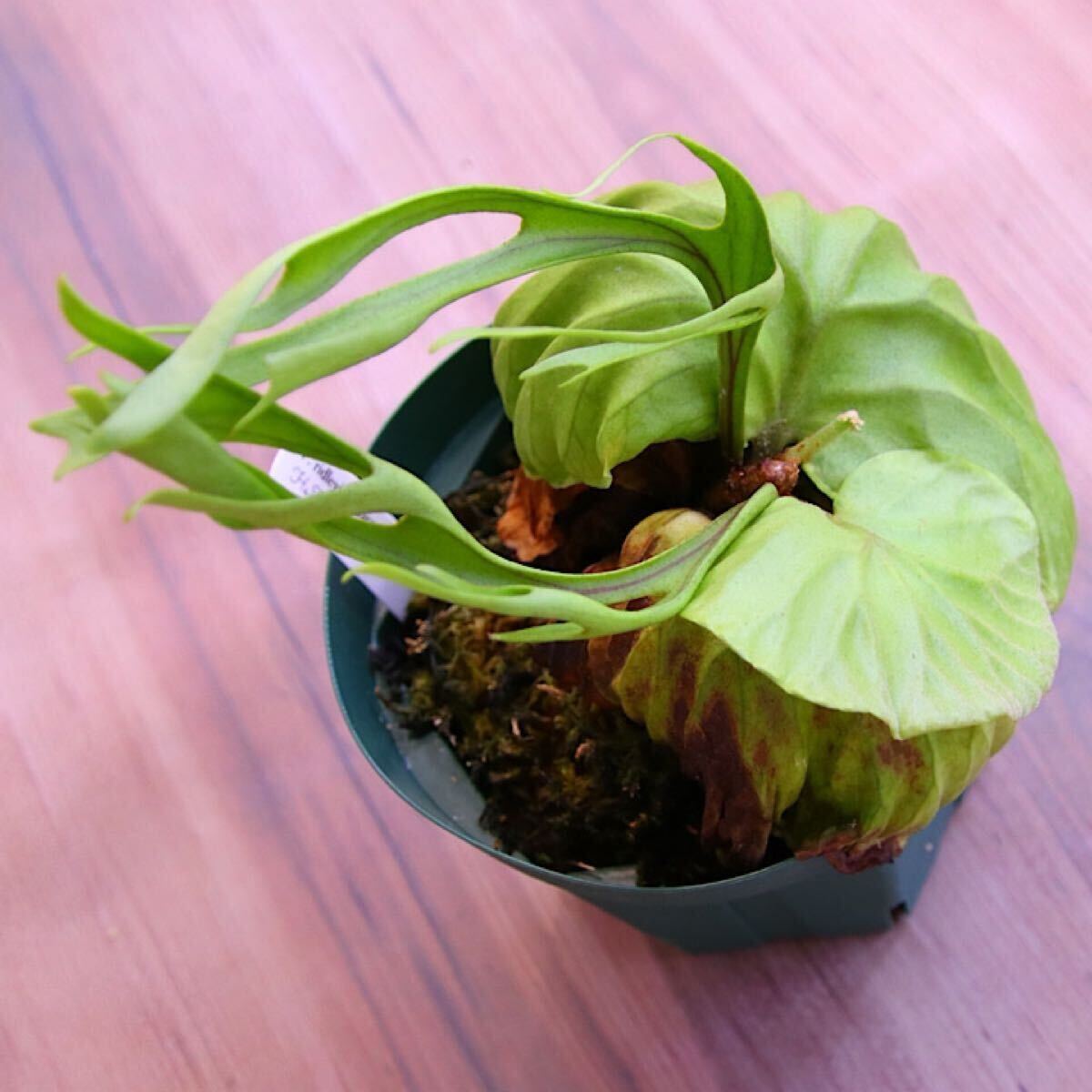 ビカクシダ P ridleyi 'Pakarang' 胞子培養株1|Yahoo!フリマ ビカクシダ P ridleyi 'Pakarang' 胞子培養株1|Yahoo!フリマ