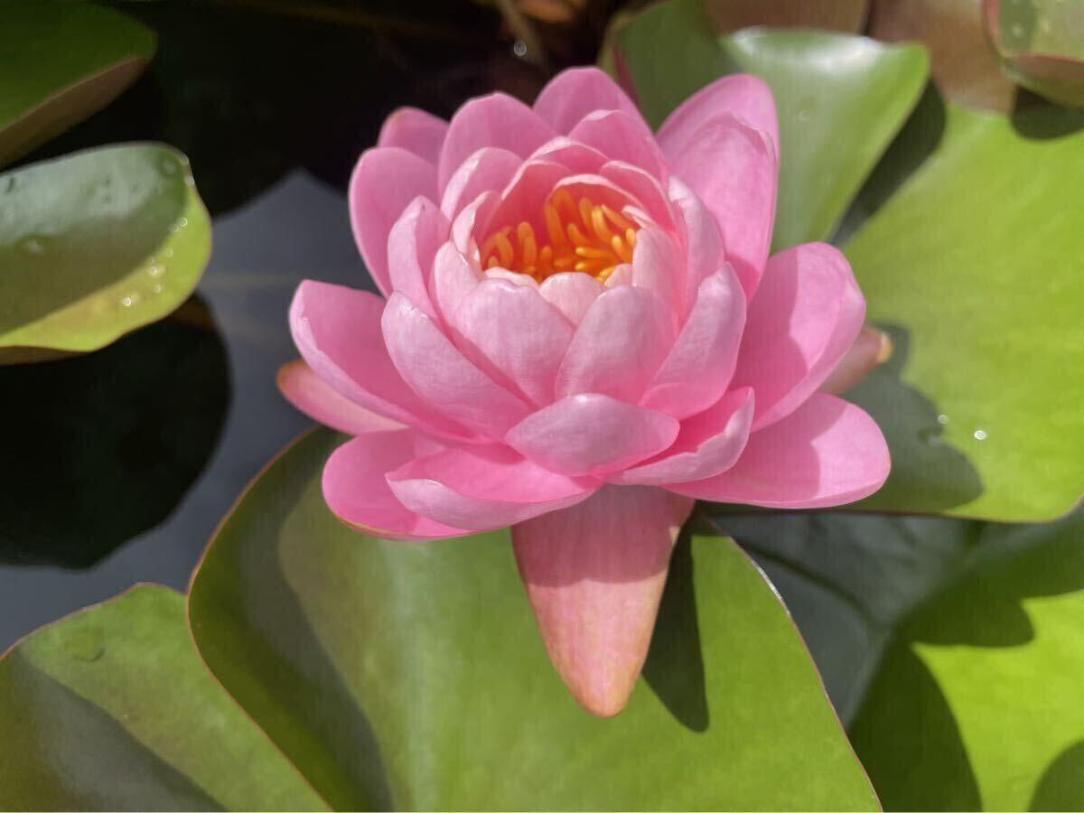 【Kazuのメダカ睡蓮ビオトープ】ピンク・ピオニー　耐寒性睡蓮 1株　65