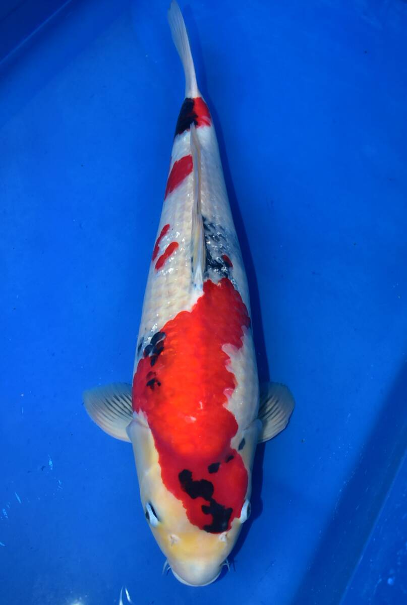 asahinisiki 秋の上物市！！1000円スタートセール！！丸堂産　昭和三色 ３歳５８ｃｍ　メス　錦鯉　１０－１　☆