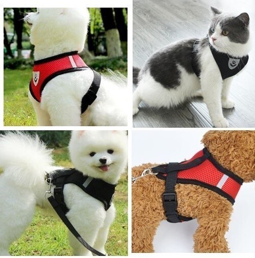 LDL2624# 胴輪とリードのセット バックルで著脫が簡単?小型犬 中型犬 ペット【M】黒