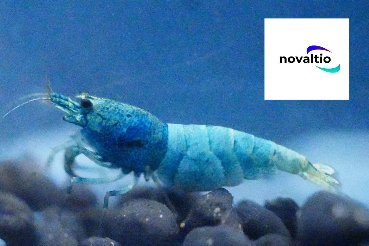 【novaltio】ターコイズ シュリンプ　♂2匹・♀2匹【2匹とも抱卵】
