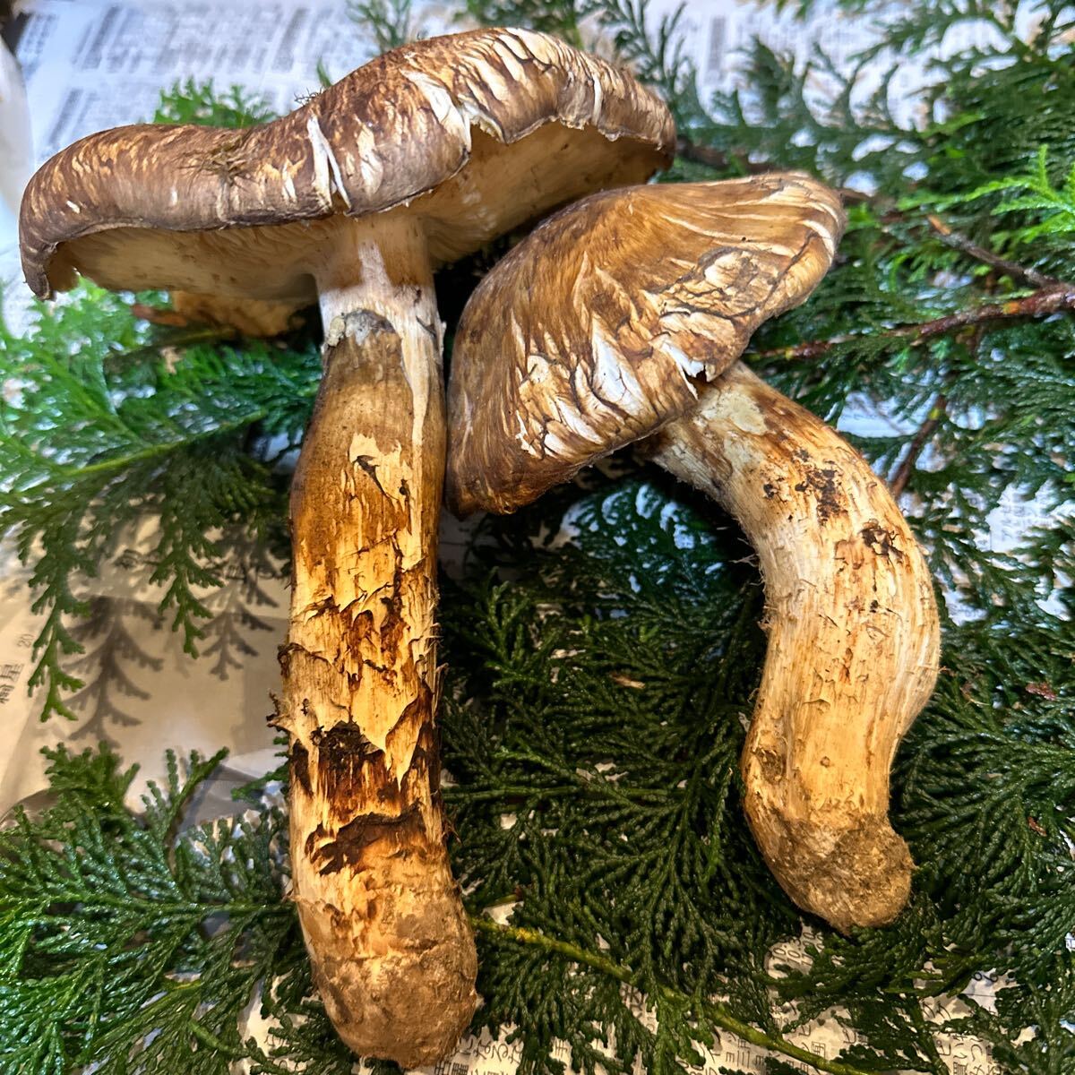 ①超特大わんこ 写真が現品です 極太 格安スタート売り切ります クール便 地山松茸