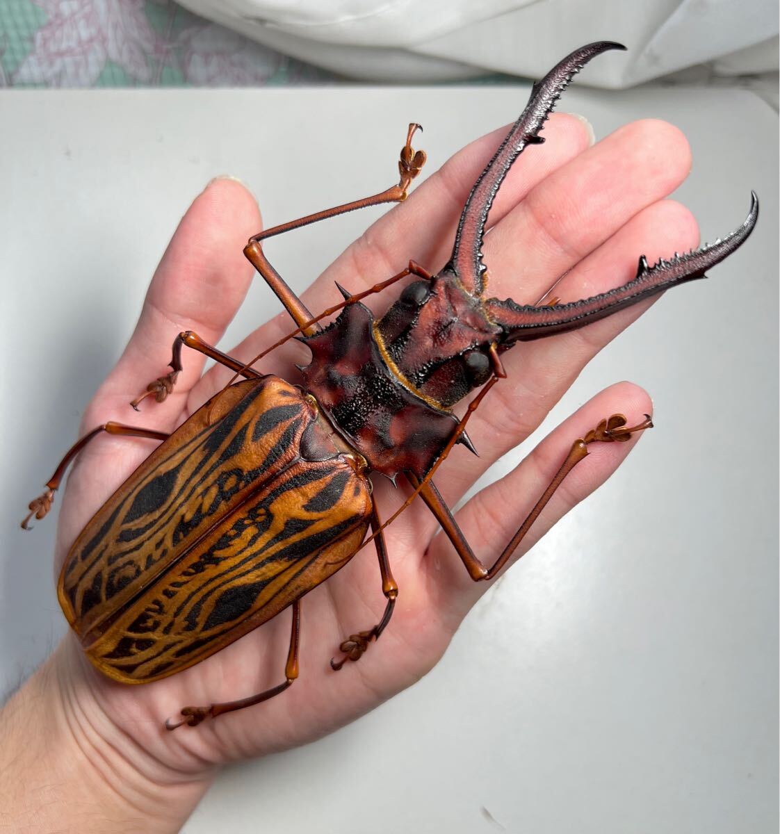 オオキバウスバカミキリ修理品 オオキバウスバカミキリ修理品
